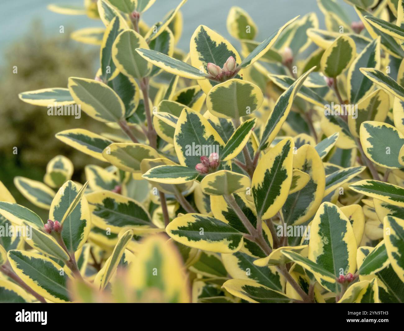 Metrosideros excelsa variegata arbusto foglie primo piano. Rami di cultivar variegati dell'albero di Natale della nuova Zelanda. Pohutukawa o pianta di ferro foli verdi Foto Stock
