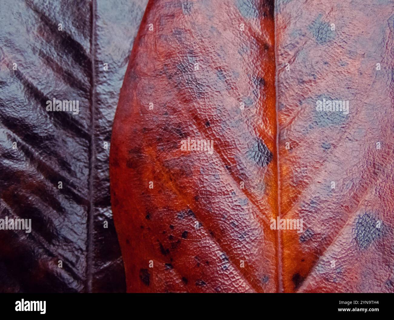 Brown ha fatto cadere le foglie secche di magnolia. Sfondo testurizzato naturale. Fogliame di alberi lucenti. Foto Stock