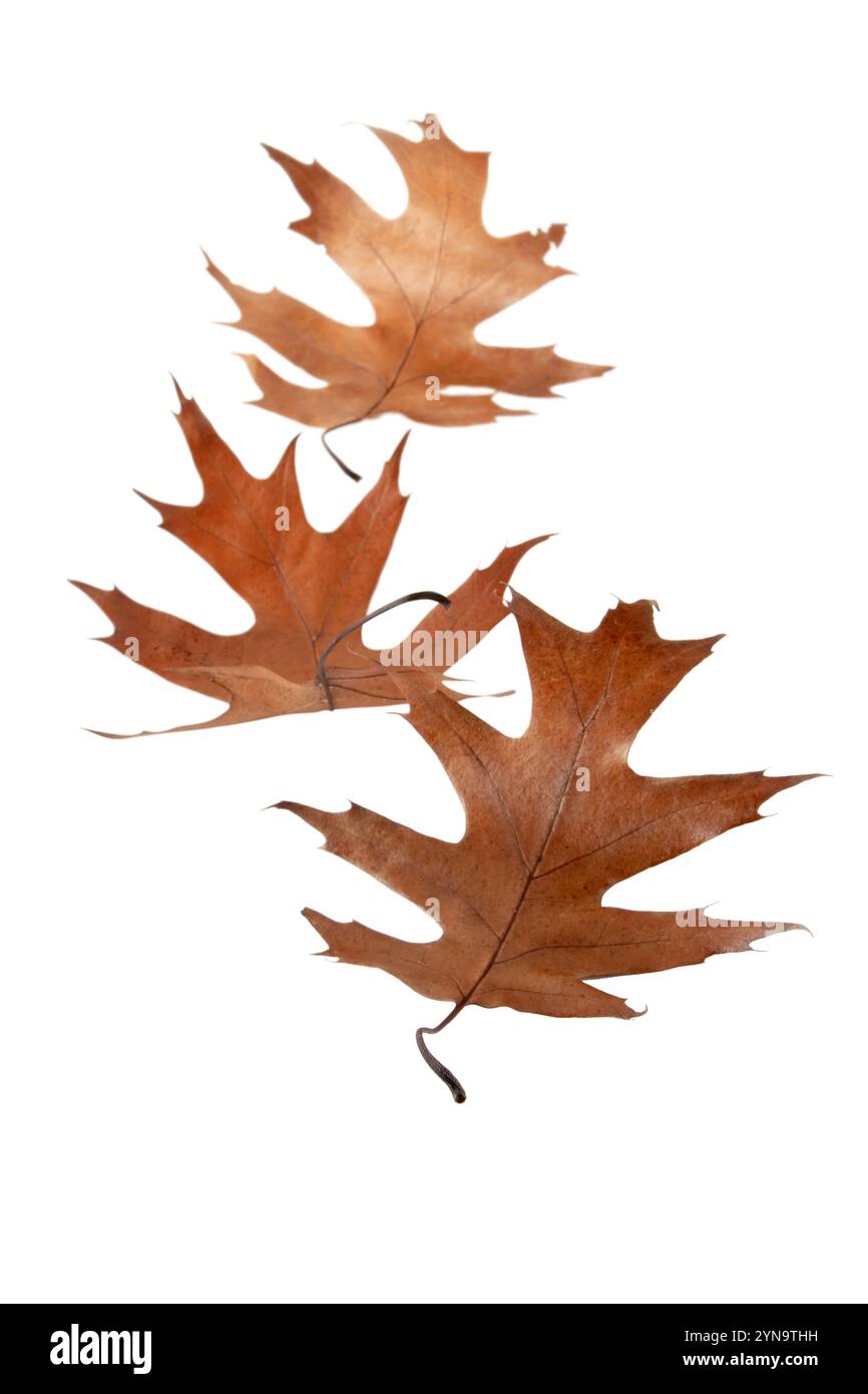 Foglie cadute di rovere marrone secco isolate su fondo bianco. Stagione autunnale. Atmosfera autunnale. Foto Stock