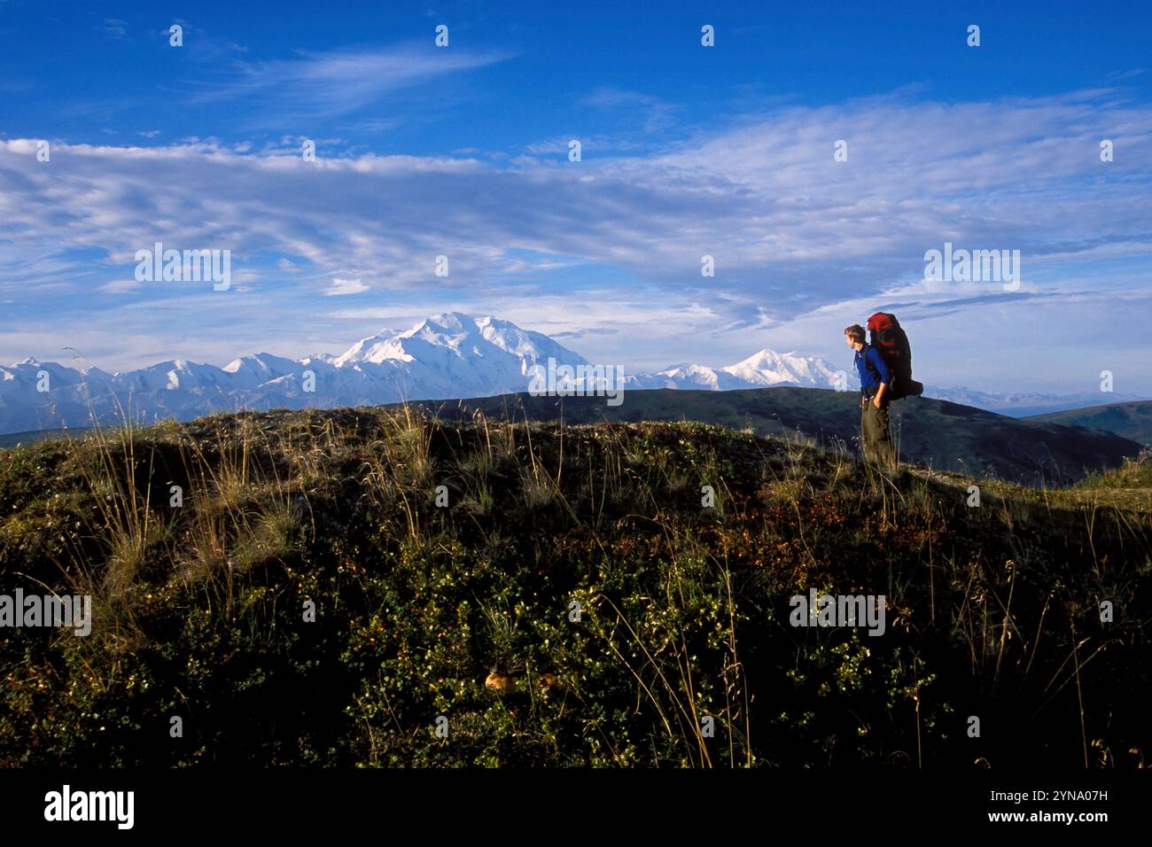 Un escursionista ammirerà la vista dell'Alaska Range e di Denali (noto anche come Monte McKinley), nel Denali National Park, Alaska. Foto Stock