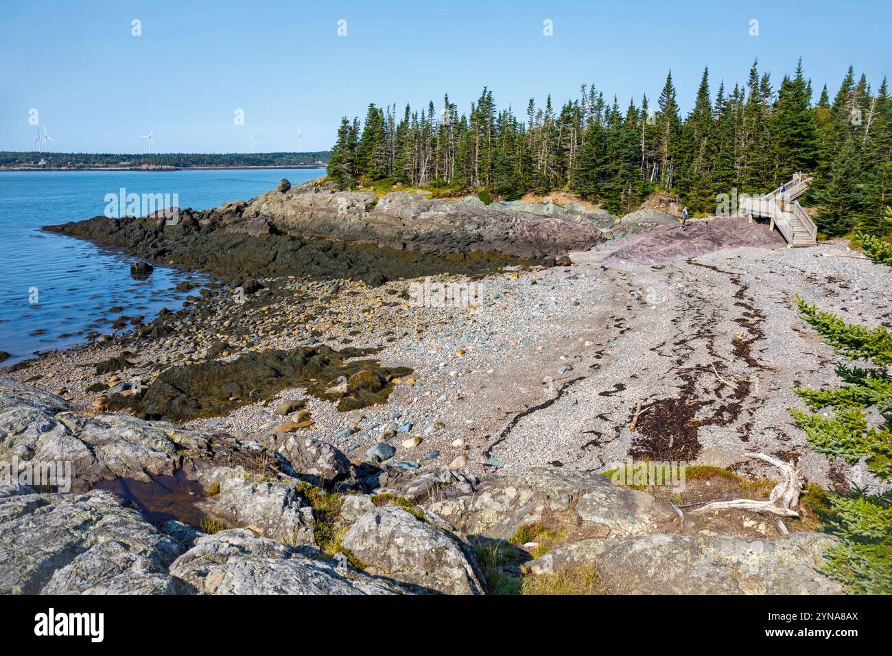 Canada, Provincia di New Brunswick, città di Saint John, Irving Nature Park, percorsi escursionistici Foto Stock
