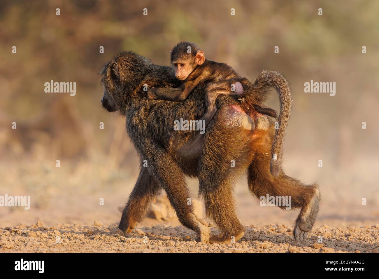 Kenya, comunità di Shompole, natura selvaggia di Shompole, babbuino di Olive (Papio anubis), bere da un pozzo d'acqua Foto Stock