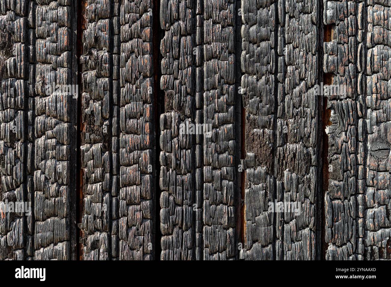 Le tavole di legno bruciato hanno una texture macro in una giornata di sole. Sfondo dettagliato di tavole di legno carbonizzato. Superficie verticale della tavola di legno bruciata. Foto Stock