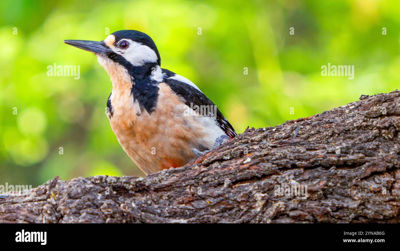 Great Spotted Woodpecker, Dendrocopos Major, Mediterranean Forest, Castiglia e Leon, Spagna, Europa Foto Stock