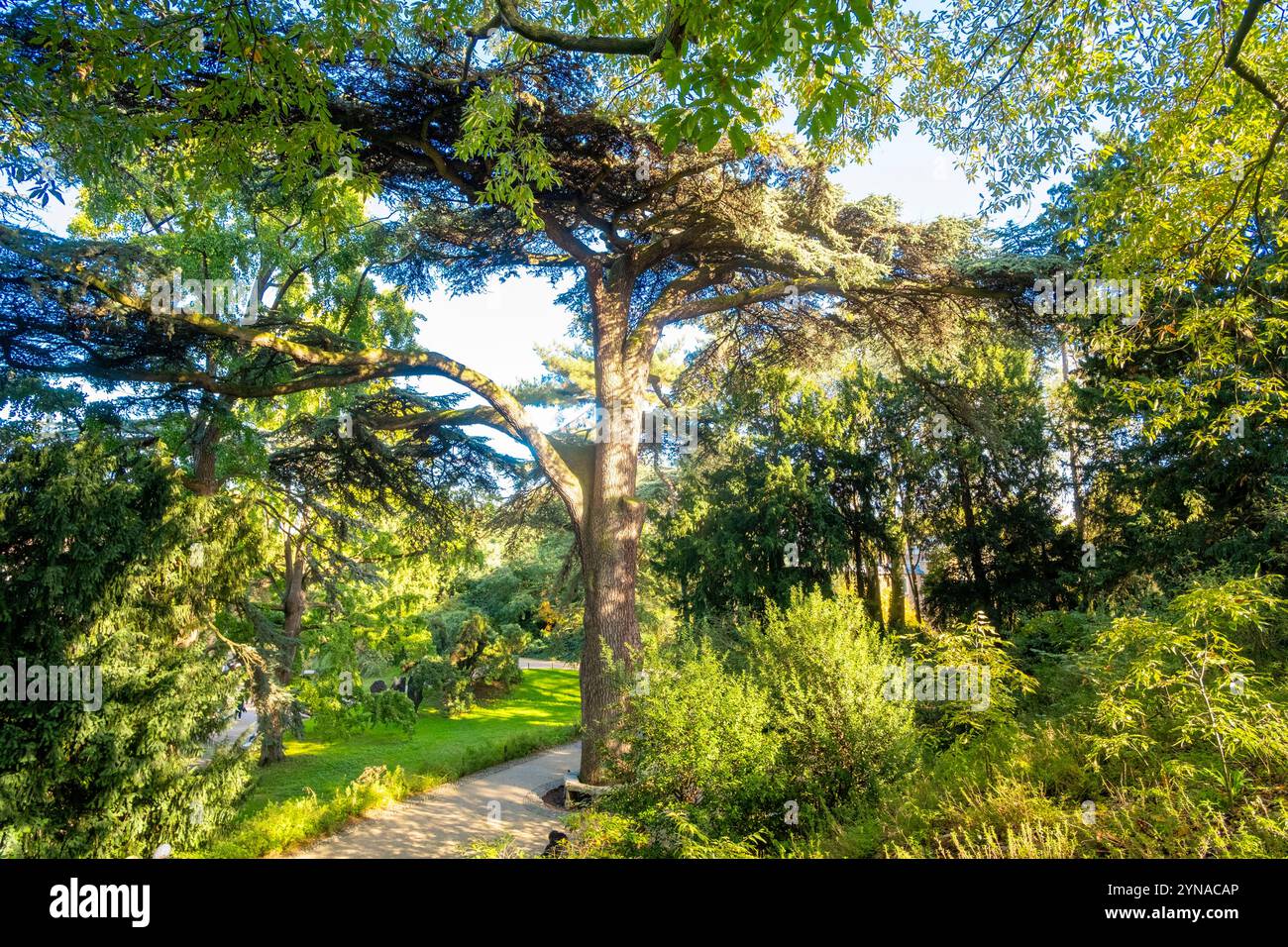 Francia, Parigi, Jardin des Plantes, albero notevole, Cedro del Libano Foto Stock