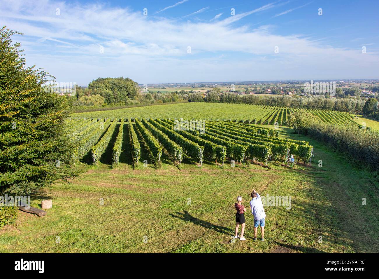 Belgio, Fiandre occidentali, Heuvelland, Wiscoutre, vino bianco belga “entre deux monts” prodotto da viti piantate tra il Mont Rouge e il Mont Noir Foto Stock