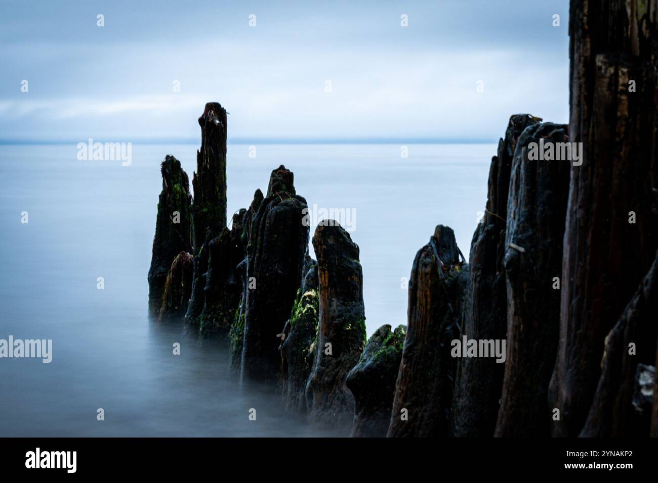 Pali di legno in mare Foto Stock