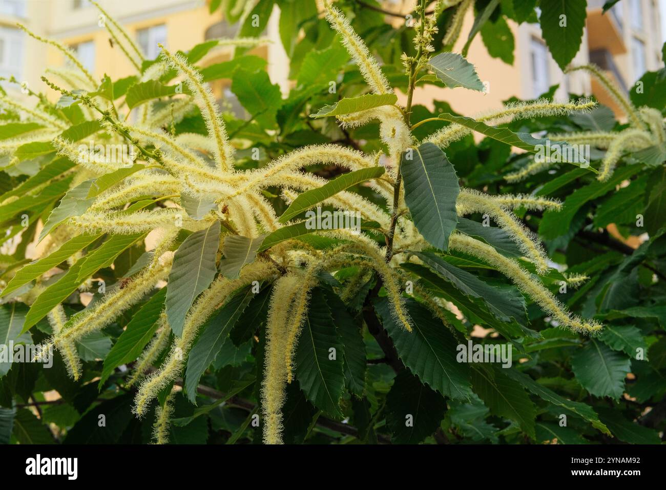 Giardino del cottage. Castanea sativa sta fiorendo. L'albero sta fiorendo. Giornata di sole. Foto Stock