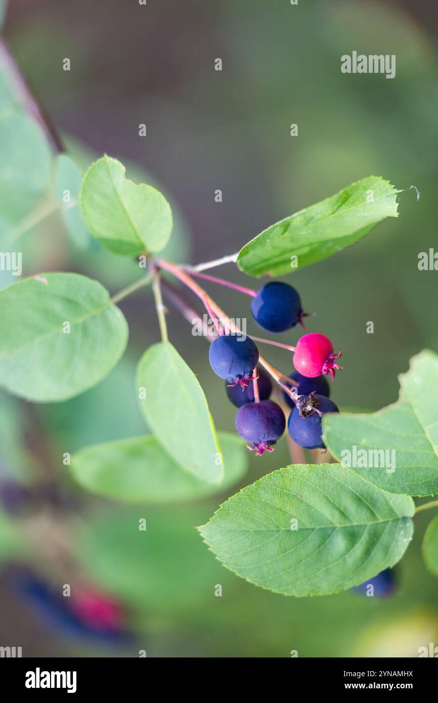 Bellissime bacche di saskatoon nella foresta. Serviceberry nano, shadbush, juneberry. Splendido scenario estivo della Lettonia, Nord Europa. Foto Stock