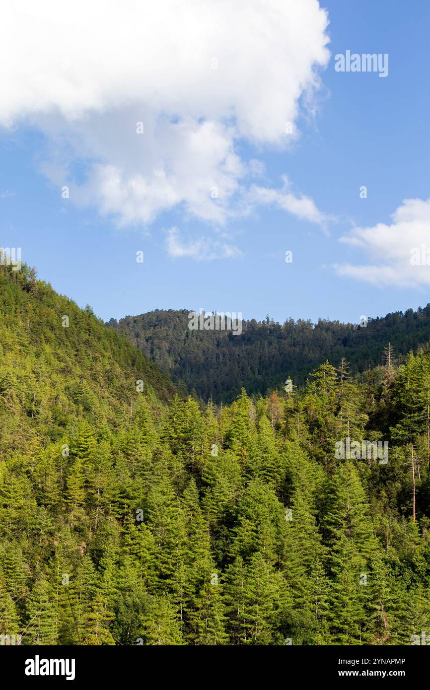 Una lussureggiante foresta verde in Bhutan. La fitta tettoia di alti alberi di conifere crea una splendida scena naturale. Foto Stock