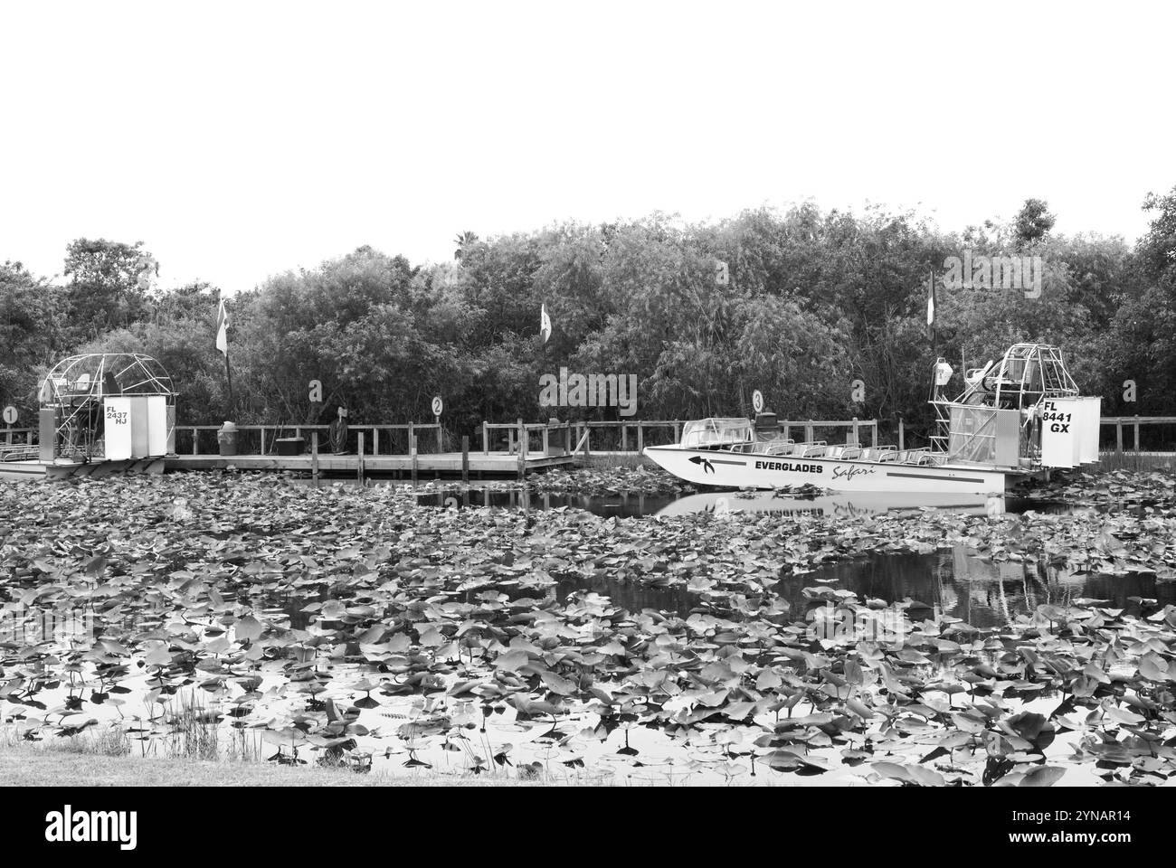Escursioni in idroscivolante attraverso le scenografiche paludi delle Everglades in Florida, una destinazione imperdibile per gli amanti della natura e dell'avventura. STATI UNITI Foto Stock