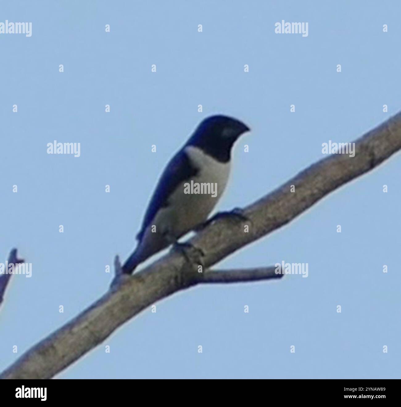 Magpie Mannikin (Spermestes fringilloides) Foto Stock