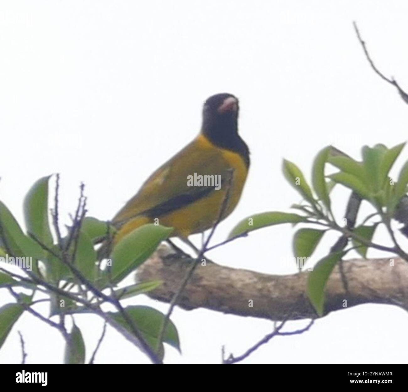 Oriolo con ali neri (Oriolus nigripennis) Foto Stock