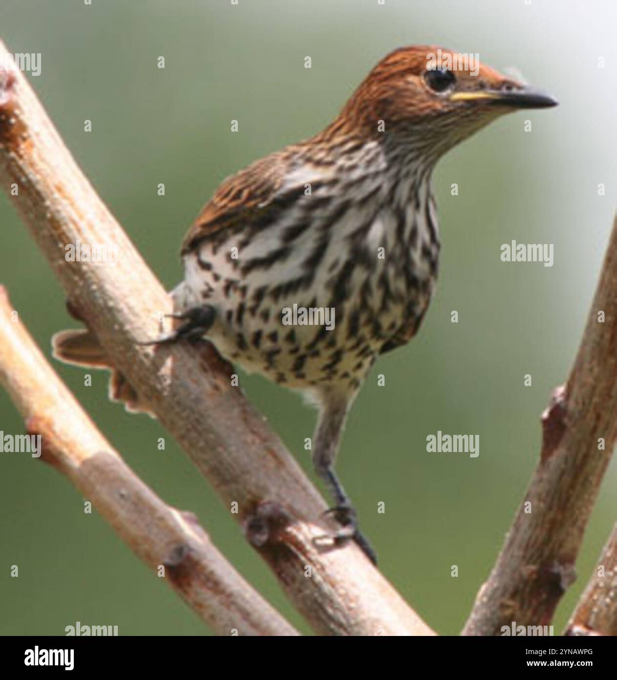 Starling con sfondo viola (Cinnyricinclus leucogaster) Foto Stock