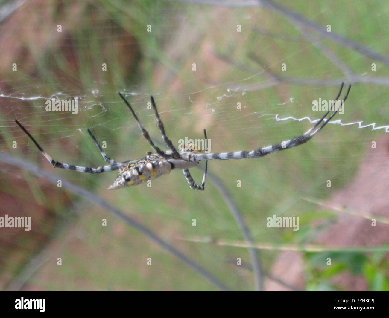 Ragno Orbweb da giardino comune (Argiope australis) Foto Stock