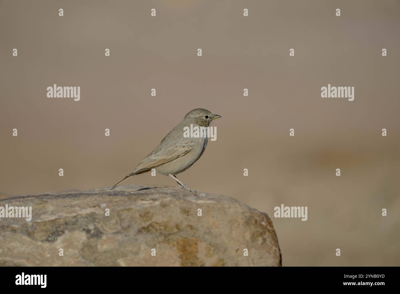 La larice del deserto (Ammomanes deserti) fotografata nel sud del deserto della Giudea, in Israele, in ottobre la larca del deserto (Ammomanes deserti) si riproduce in de Foto Stock