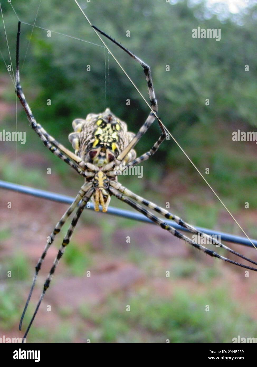 Ragno Orbweb da giardino comune (Argiope australis) Foto Stock