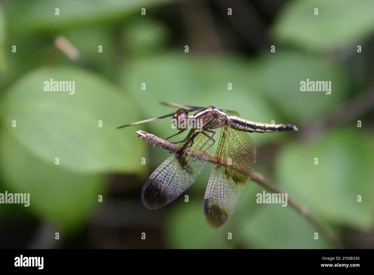 Pied Paddy Skimmer (Neurothemis tullia) Foto Stock