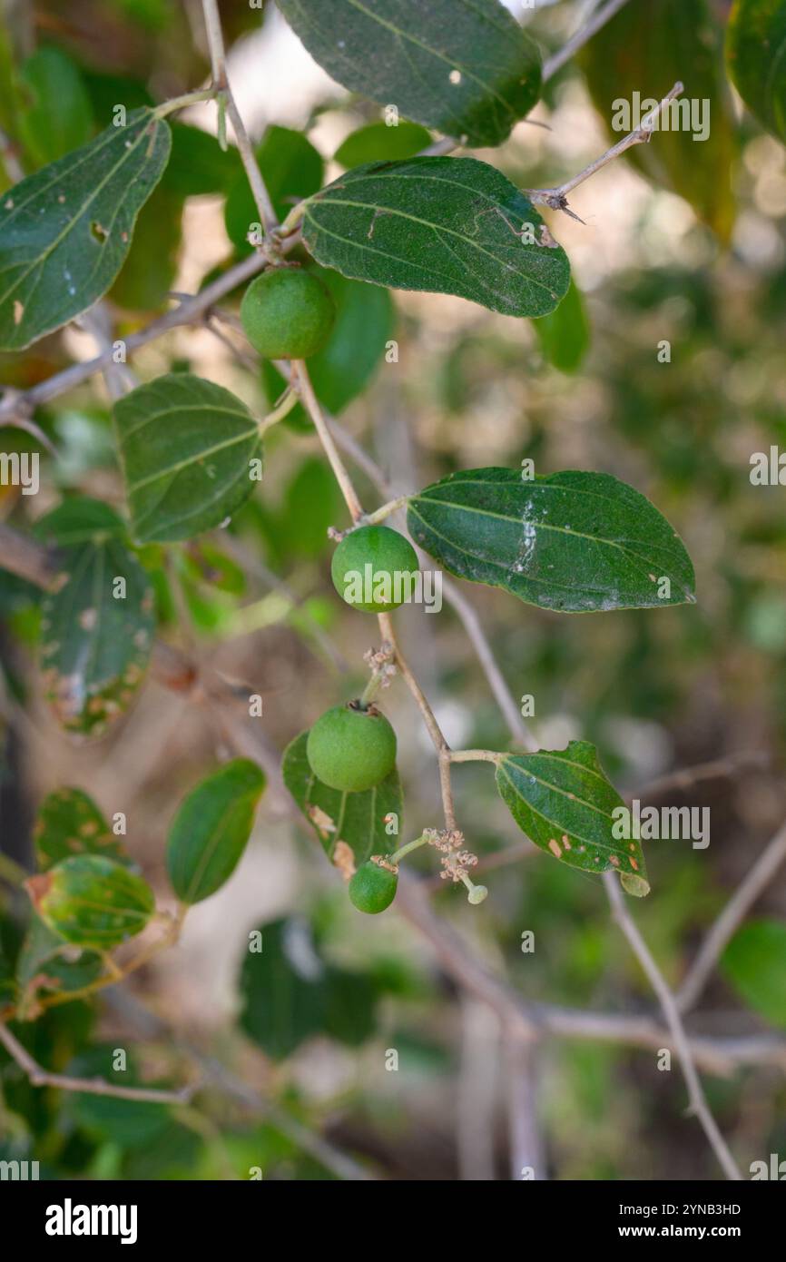 Lo Ziziphus spina-christi, noto come il giuggibo di Cristo, è un albero o pianta sempreverde originario del Levante, dell'Africa orientale e della Mesopotamia. Frutta AN Foto Stock
