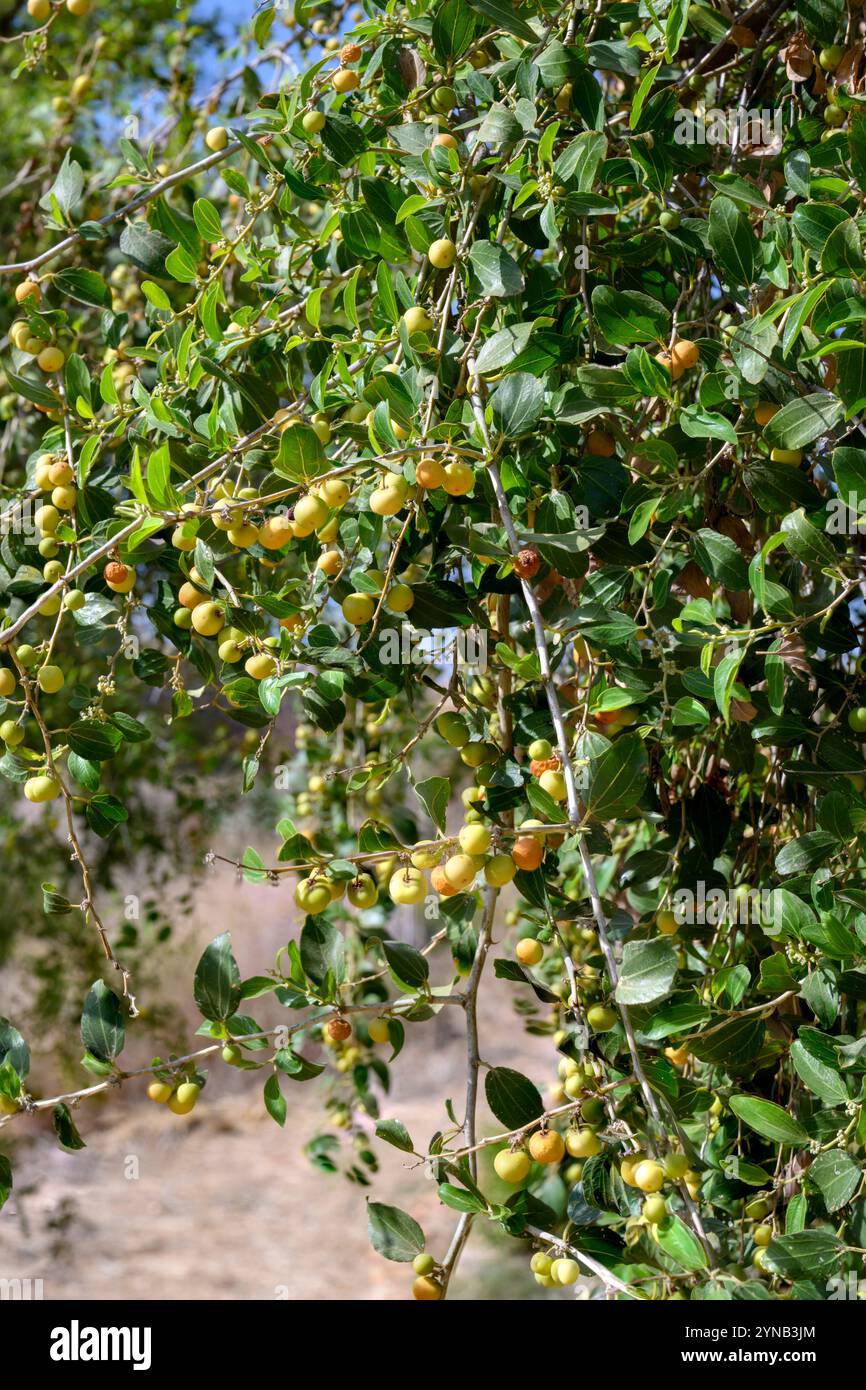 Lo Ziziphus spina-christi, noto come il giuggibo di Cristo, è un albero o pianta sempreverde originario del Levante, dell'Africa orientale e della Mesopotamia. Frutta AN Foto Stock
