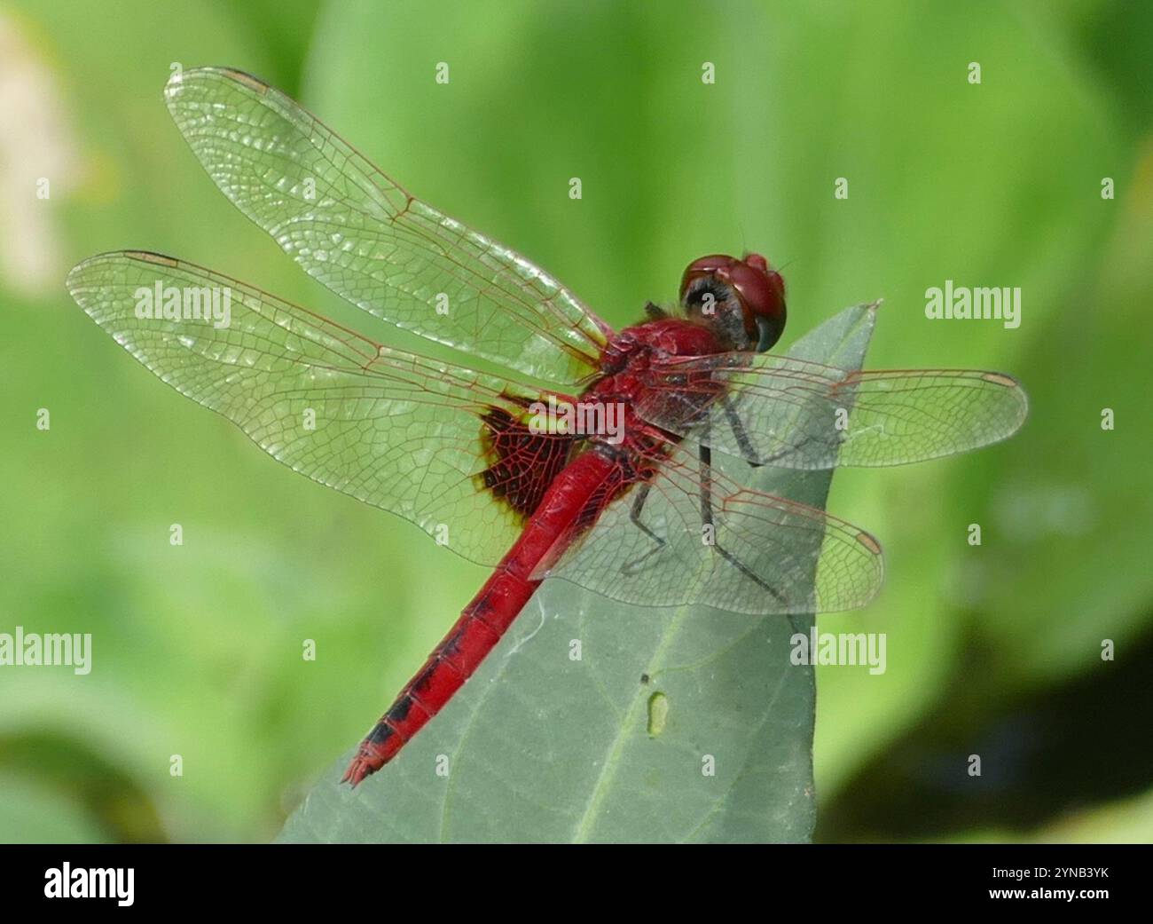 Basker rosso (Urothemis assignata) Foto Stock