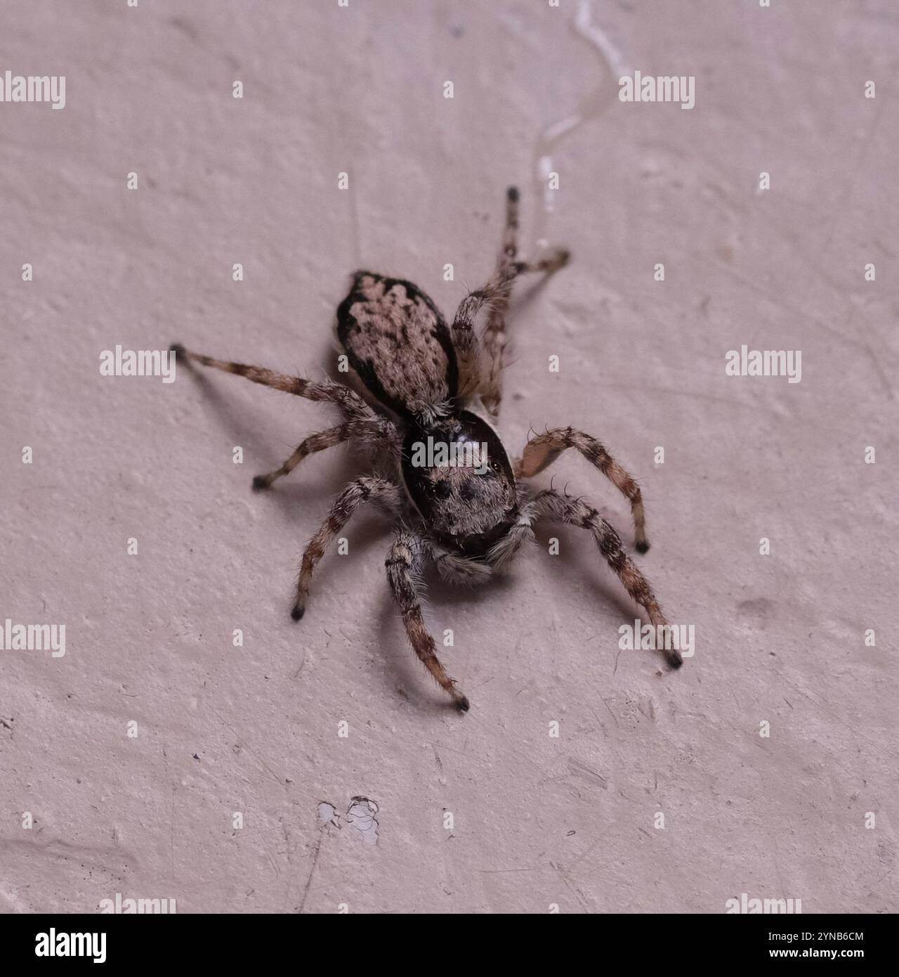 Ragno salto parete grigia (Menemerus bivittatus) Foto Stock