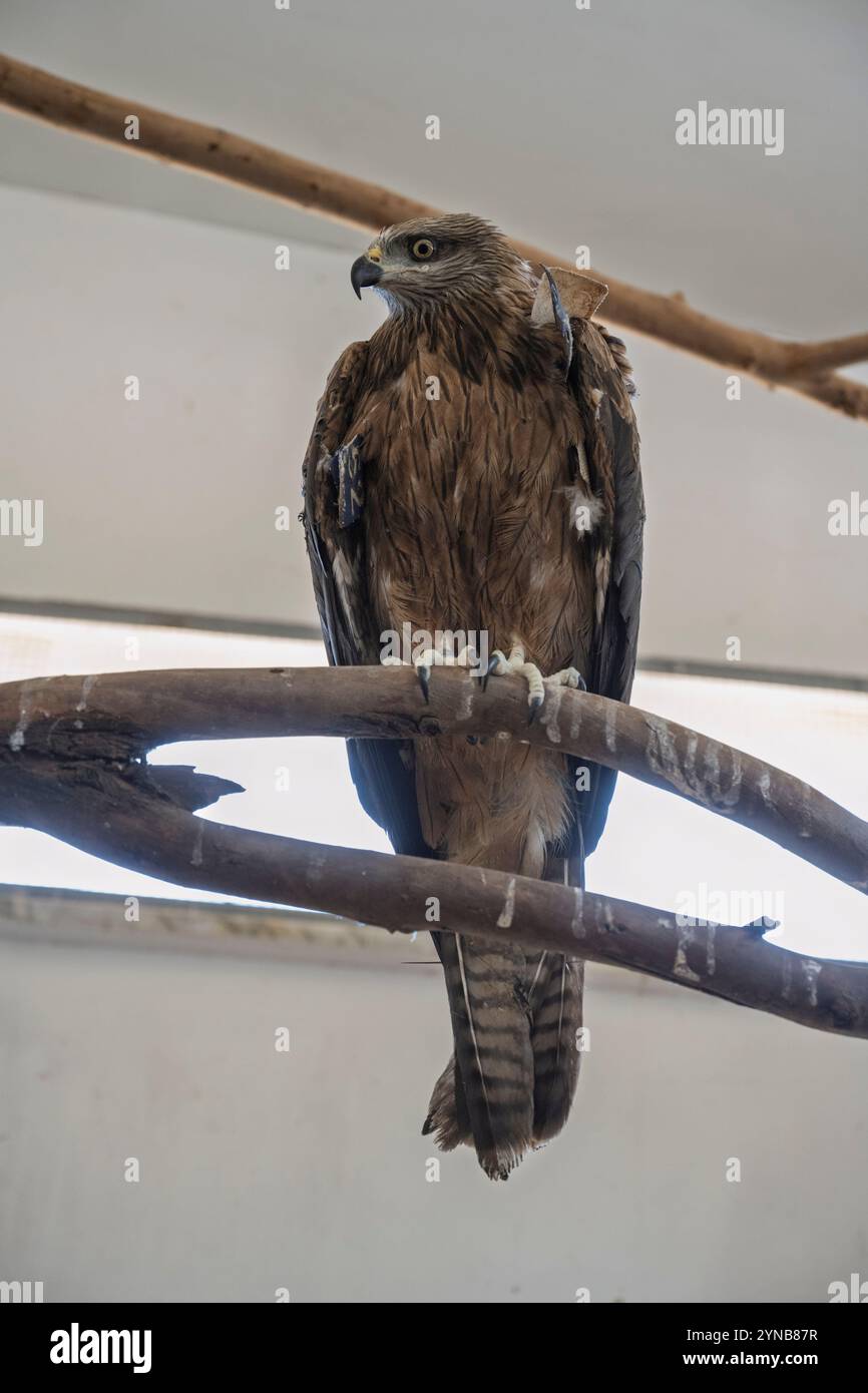 Black Kite (Milvus migrans) حدأة سوداء arroccato su un tronco fotografato presso l'ospedale israeliano di fauna selvatica nel mese di ottobre l'aquilone nero (Milvus migrans) è un Foto Stock