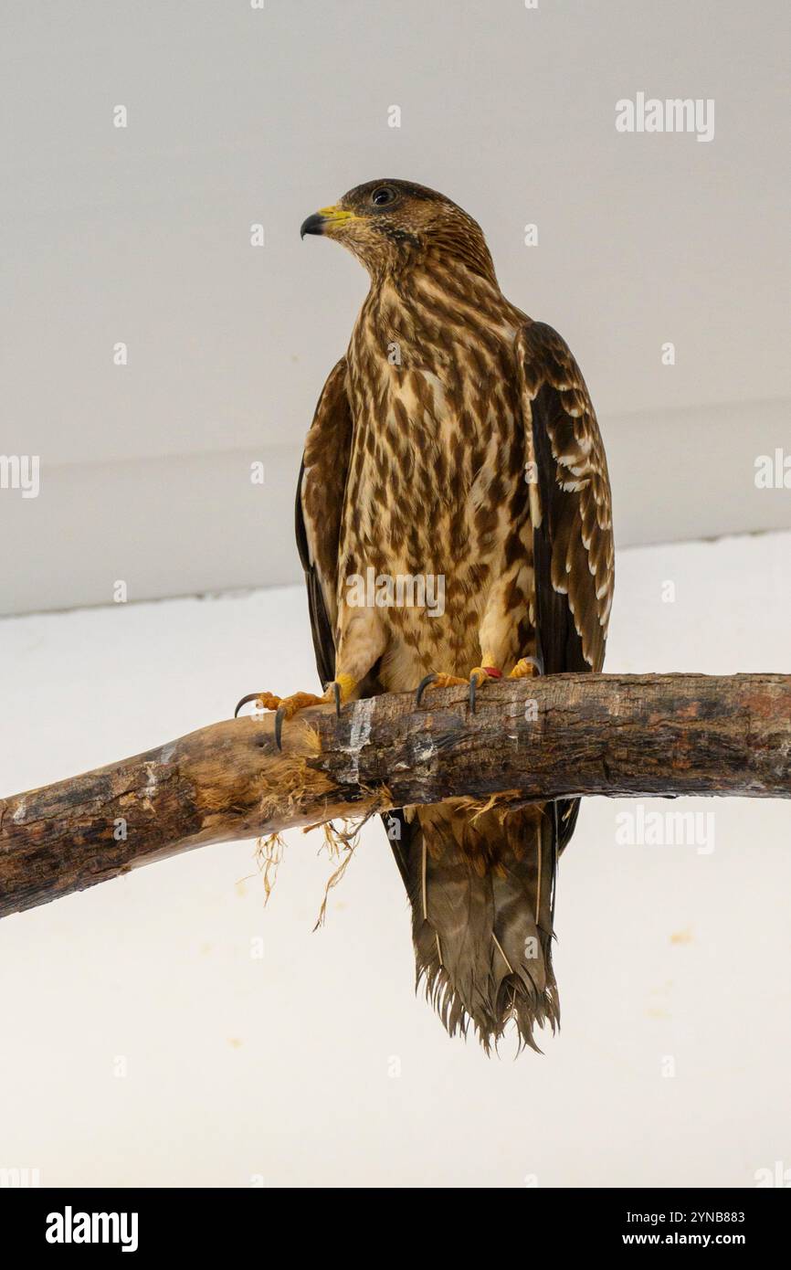 Il pozzo di miele europeo ricoverato in ospedale (Pernis apivorus), حميمق النحل الأوروبي noto anche come pern o pern comune, è un uccello preda della famiglia ACC Foto Stock