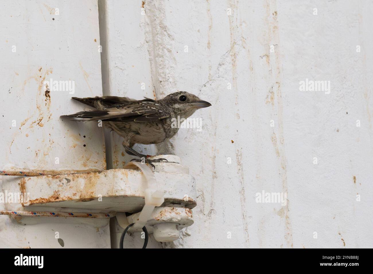 Ricoverato orfano giovanile shrike (Lanius collurio) صرد أحمر الظهر fotografato presso l'ospedale israeliano per la fauna selvatica Foto Stock