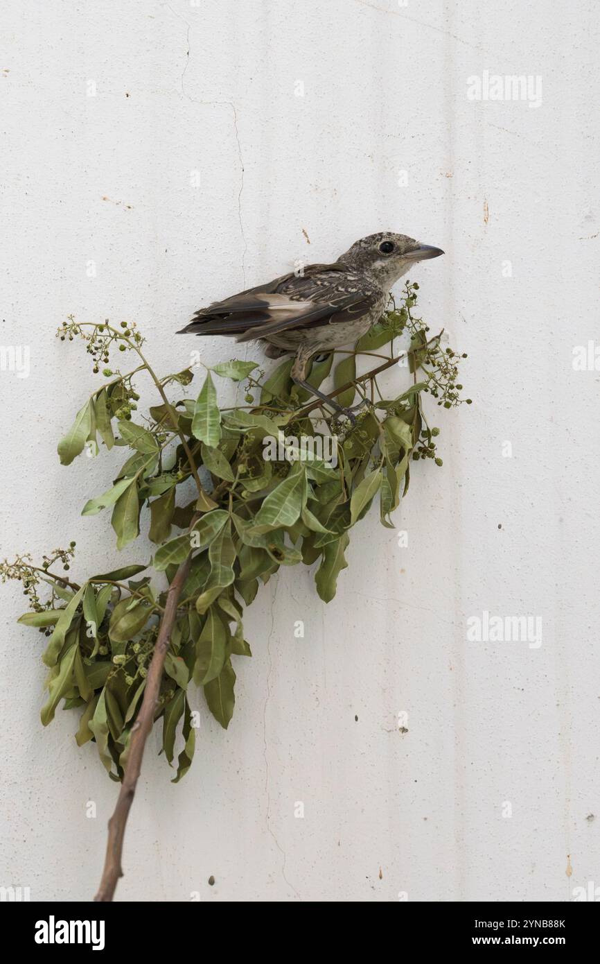 Ricoverato orfano giovanile shrike (Lanius collurio) صرد أحمر الظهر fotografato presso l'ospedale israeliano per la fauna selvatica Foto Stock