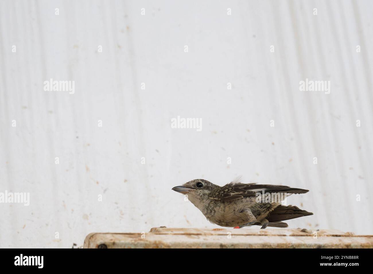 Ricoverato orfano giovanile shrike (Lanius collurio) صرد أحمر الظهر fotografato presso l'ospedale israeliano per la fauna selvatica Foto Stock