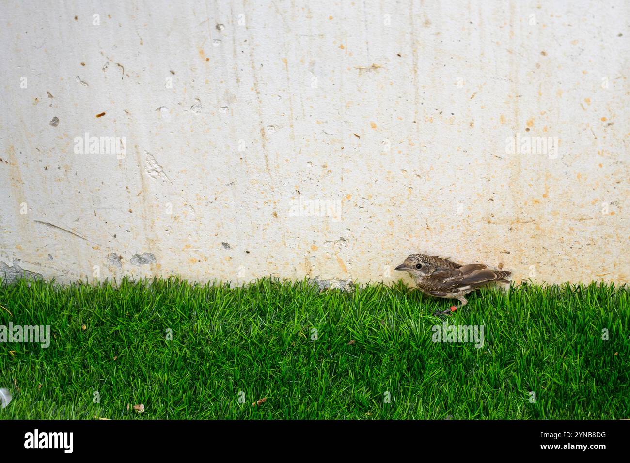 Ricoverato orfano giovanile shrike (Lanius collurio) صرد أحمر الظهر fotografato presso l'ospedale israeliano per la fauna selvatica Foto Stock