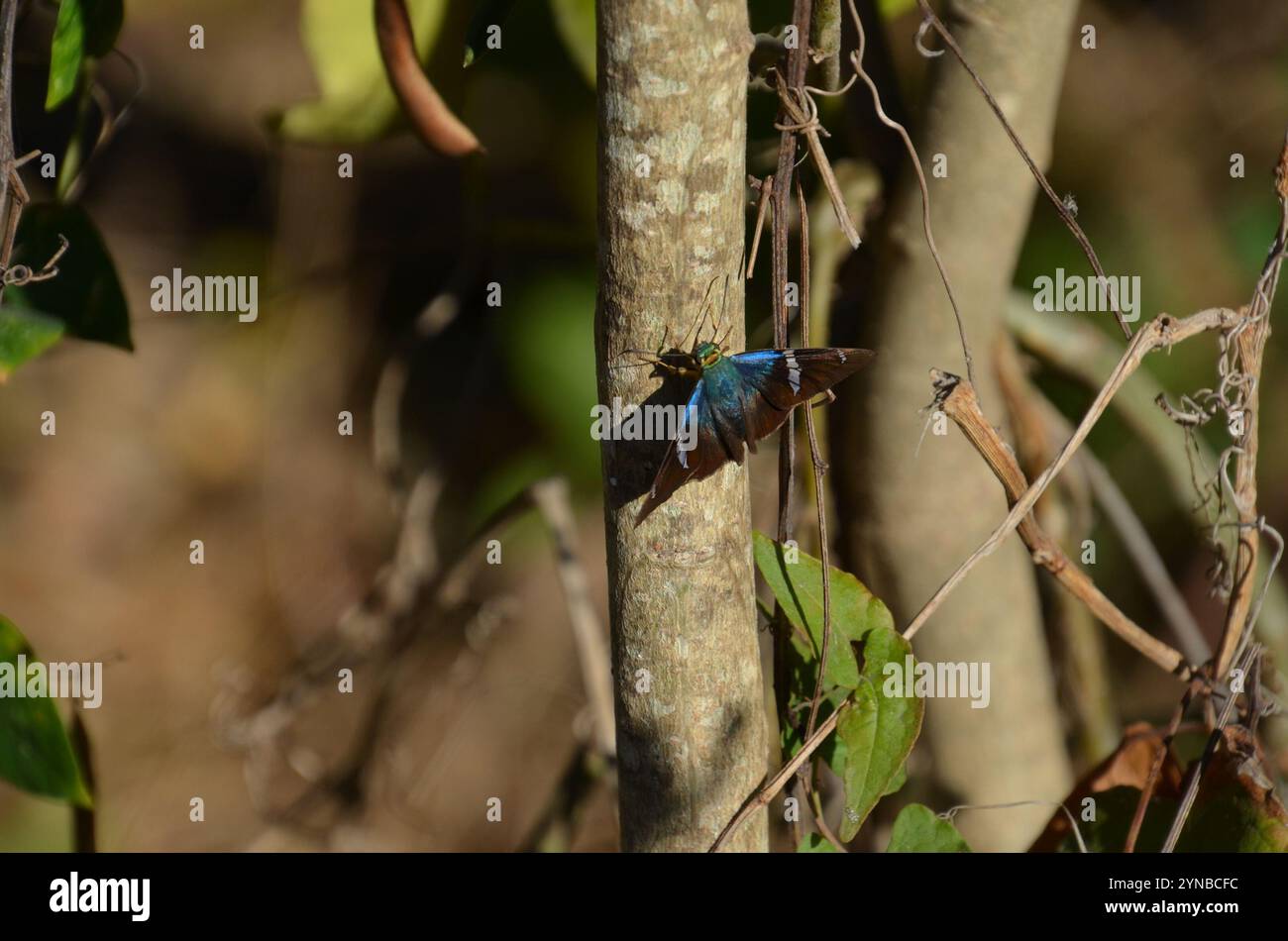 Lampeggiatore a due barrette (fulgeratore Astraptes) Foto Stock