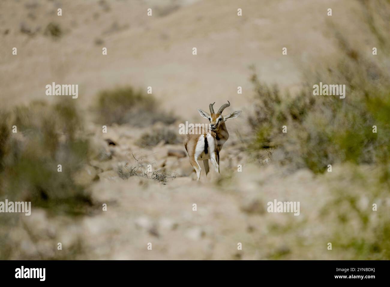 Dorcas Gazelle (Gazella dorcas), nota anche come Ariel Gazelle e آدم (غزال) fotografata in Israele in ottobre Foto Stock