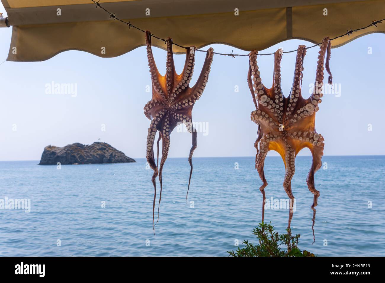 Polpo appeso in un ristorante sulla spiaggia di Skala Eresou, sull'isola di Lesbo, sulla Grecia Lesbo o Lesbo è un'isola greca situata nel Mar Egeo nord-orientale Foto Stock