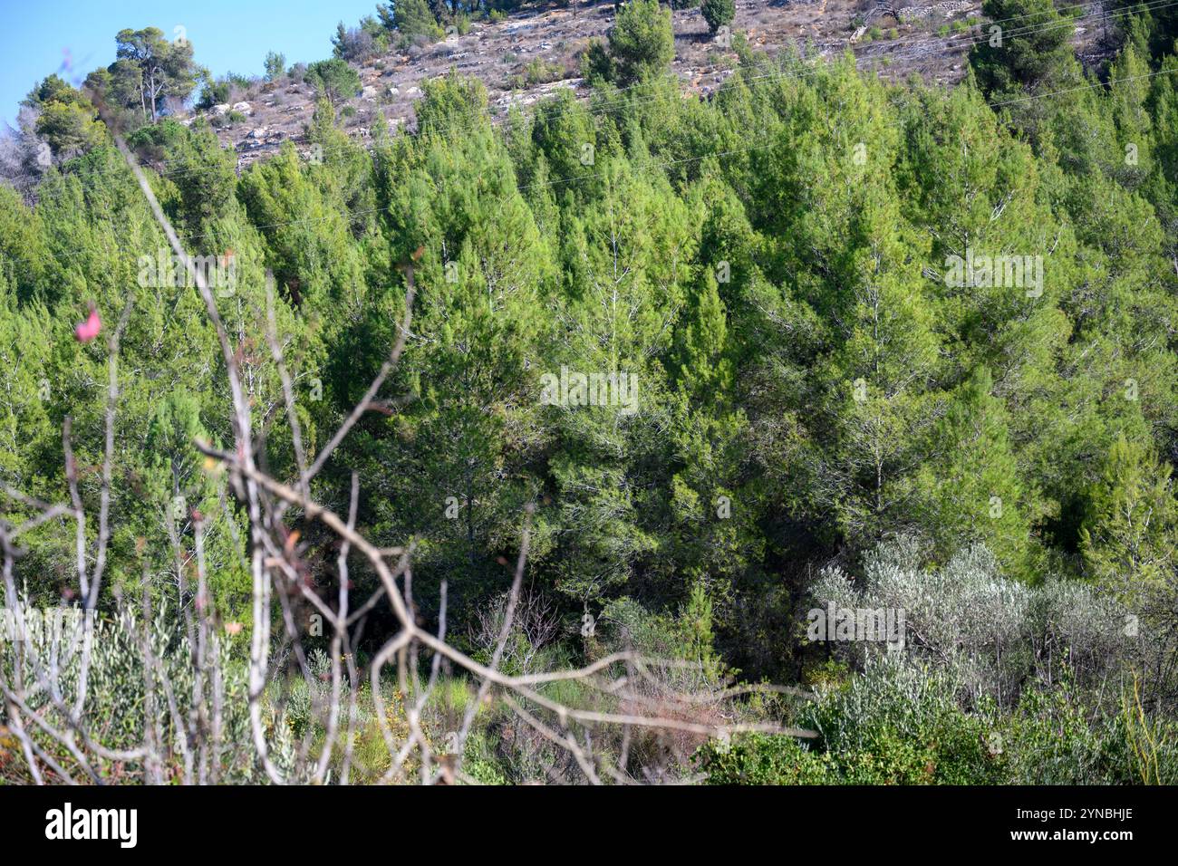 Pineta di Gerusalemme (Pinus halepensis, comunemente conosciuta come il pino di Aleppo) fotografata a Ein Karem, Gerusalemme, Israele Foto Stock