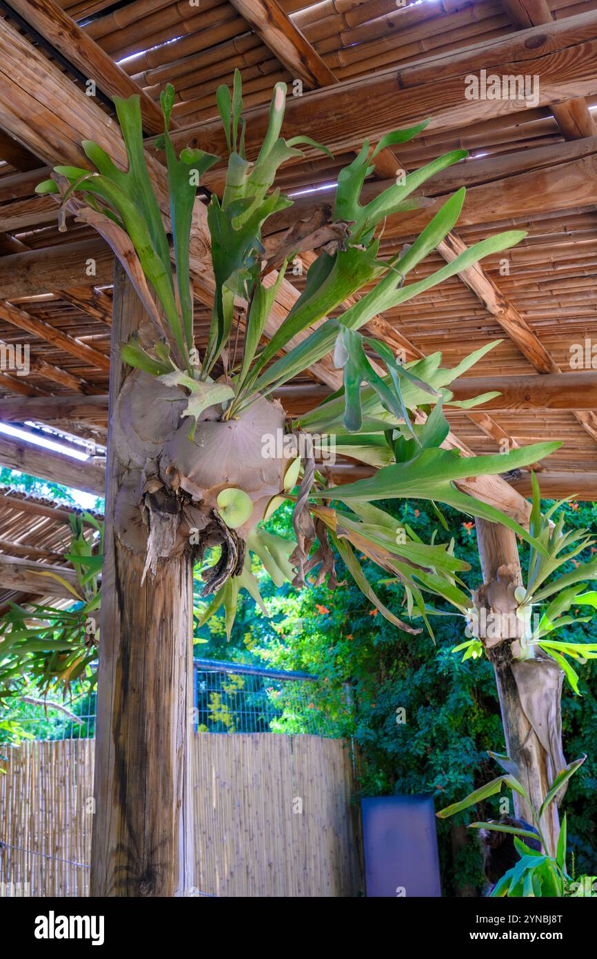 Il Platycerium bifurcatum coltivato, comunemente noto come felce di elkhorn o felce di staghorn, è una specie di pianta della famiglia di felci Polypodiaceae nativa t Foto Stock