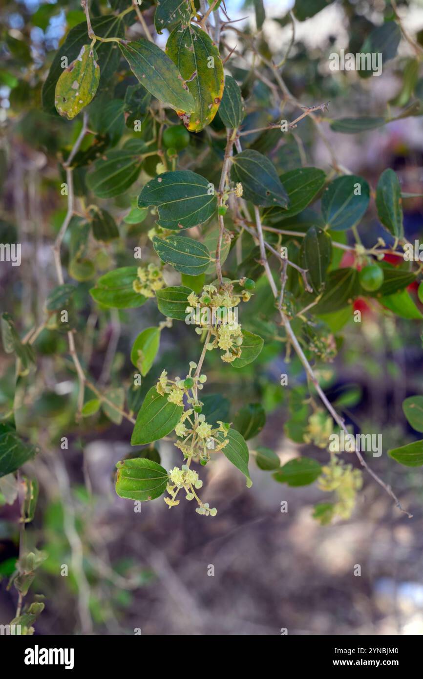 Lo Ziziphus spina-christi, noto come il giuggibo di Cristo, è un albero o pianta sempreverde originario del Levante, dell'Africa orientale e della Mesopotamia. Frutta AN Foto Stock