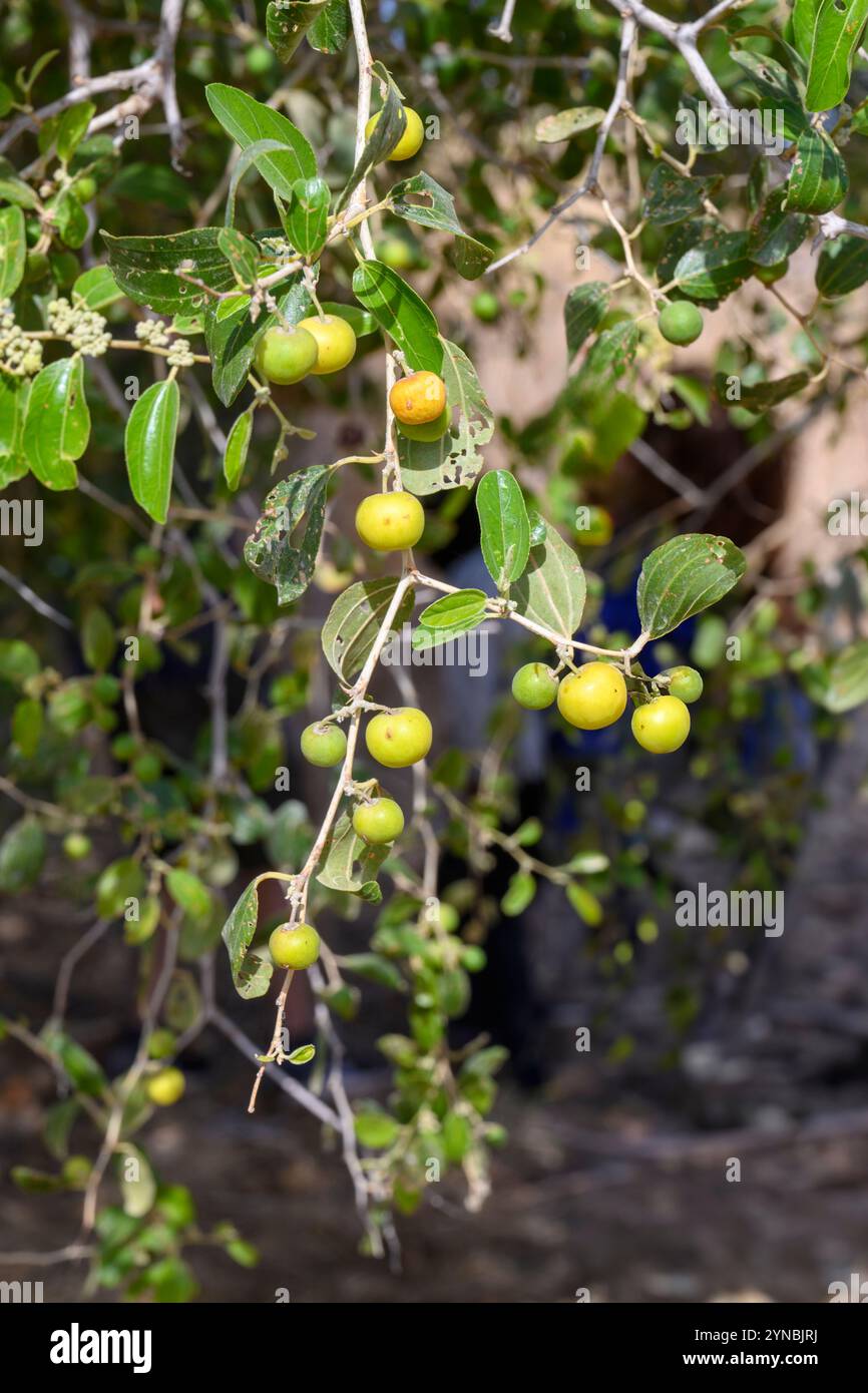 Lo Ziziphus spina-christi, noto come il giuggibo di Cristo, è un albero o pianta sempreverde originario del Levante, dell'Africa orientale e della Mesopotamia. Frutta AN Foto Stock