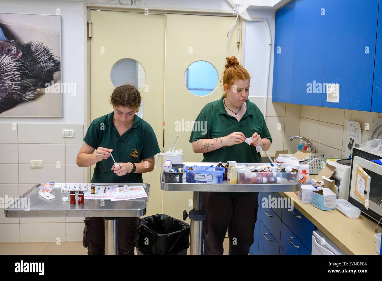 Shira (a sinistra) e Orit del personale infermieristico stanno preparando farmaci da somministrare alla fauna selvatica ricoverata presso l'ospedale israeliano Wildlife Hospital, Foto Stock