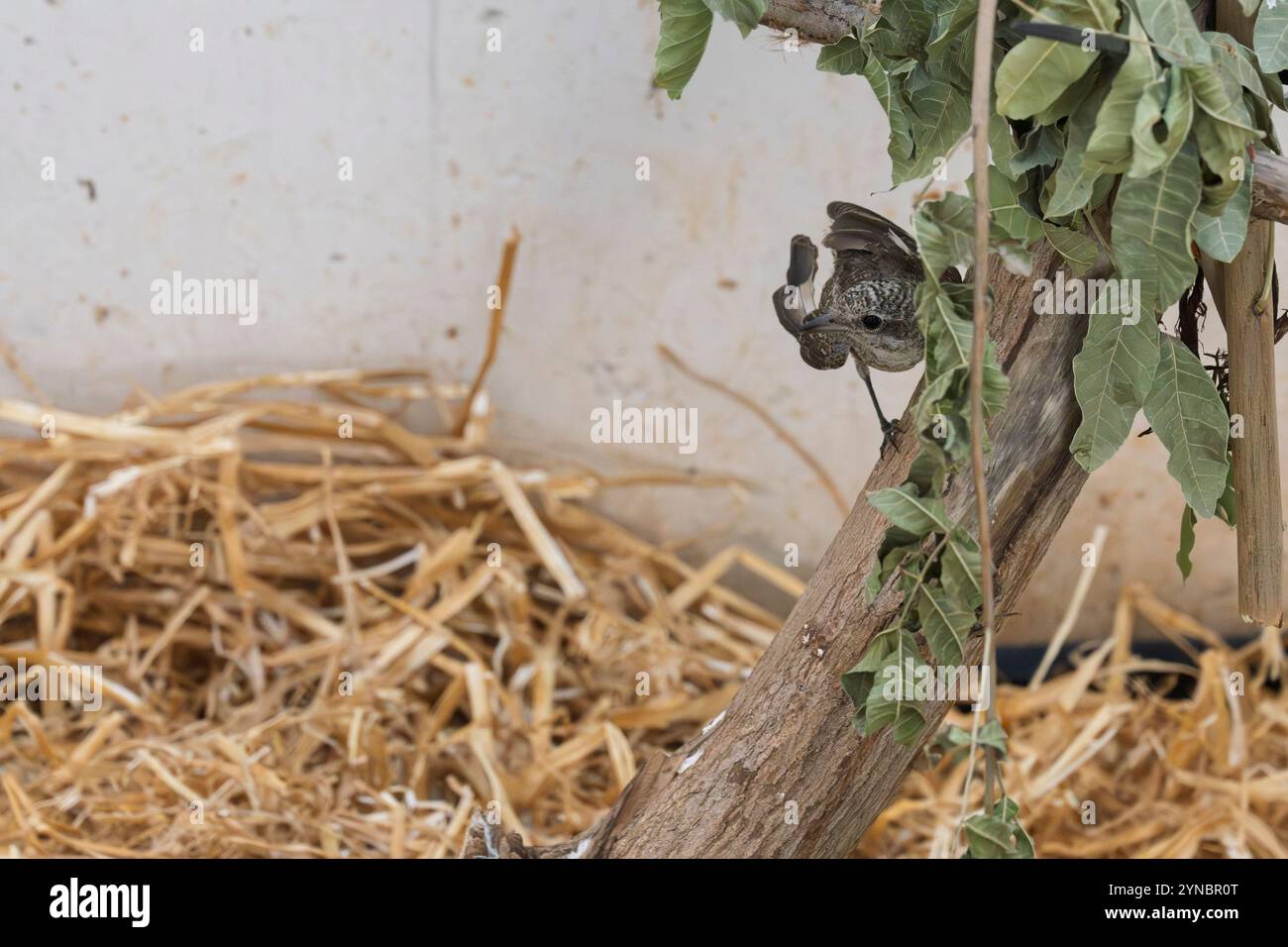 Ricoverato orfano giovanile shrike (Lanius collurio) صرد أحمر الظهر fotografato presso l'ospedale israeliano per la fauna selvatica Foto Stock
