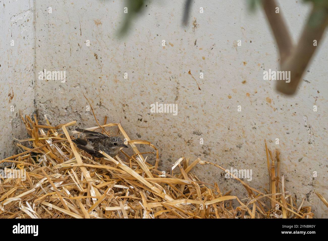Ricoverato orfano giovanile shrike (Lanius collurio) صرد أحمر الظهر fotografato presso l'ospedale israeliano per la fauna selvatica Foto Stock