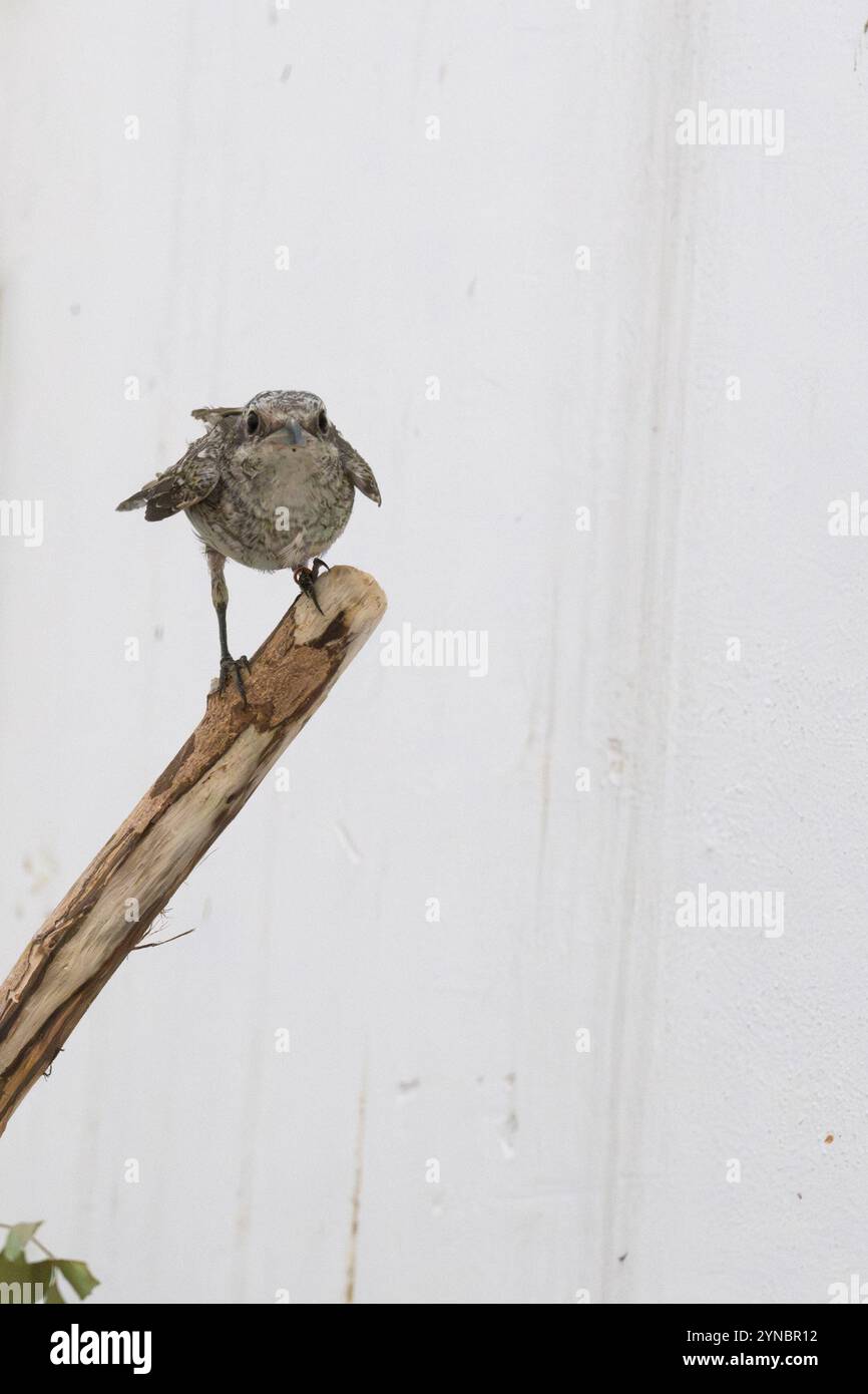 Ricoverato orfano giovanile shrike (Lanius collurio) صرد أحمر الظهر fotografato presso l'ospedale israeliano per la fauna selvatica Foto Stock
