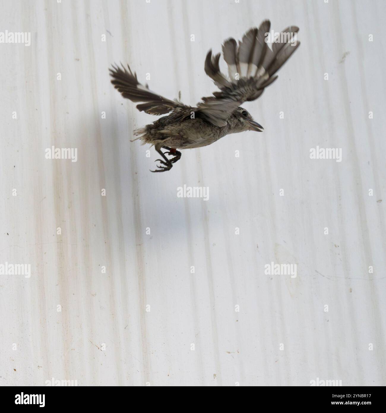 Ricoverato orfano giovanile shrike (Lanius collurio) صرد أحمر الظهر fotografato presso l'ospedale israeliano per la fauna selvatica Foto Stock