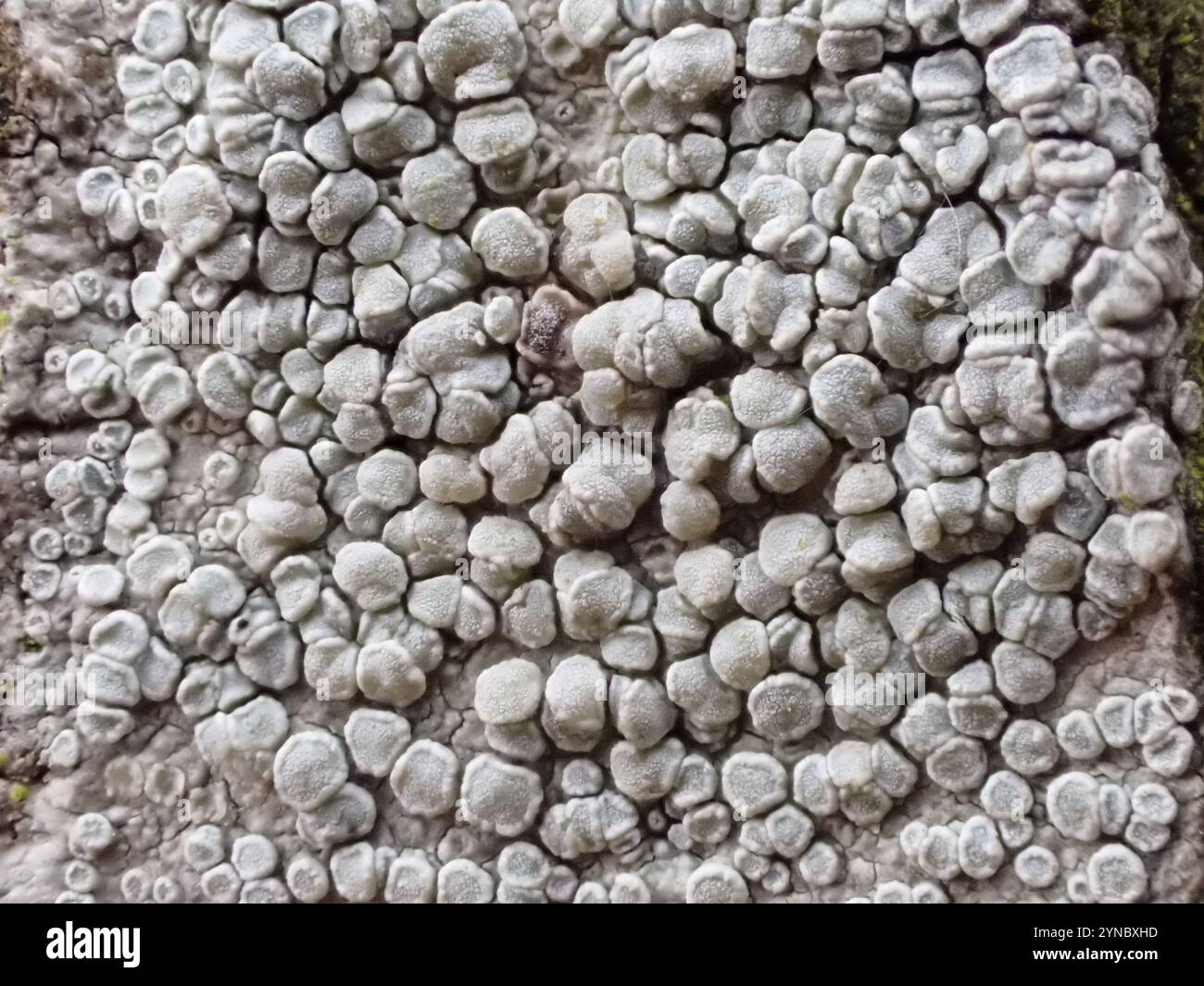 Lichene di Rim (Lecanora carpinea) Foto Stock