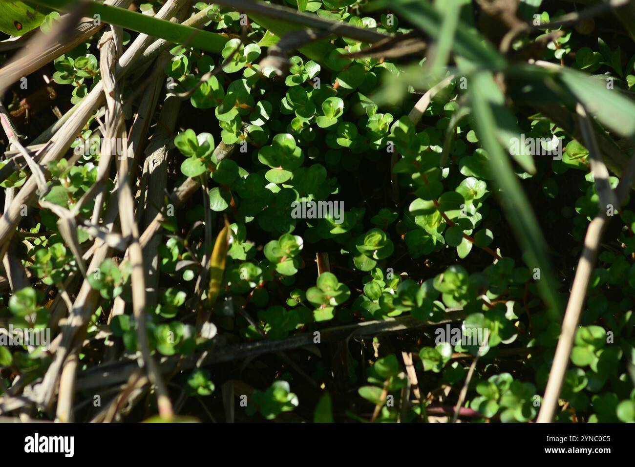 Tazza da denti a foglia tonda (Rotala rotundifolia) Foto Stock