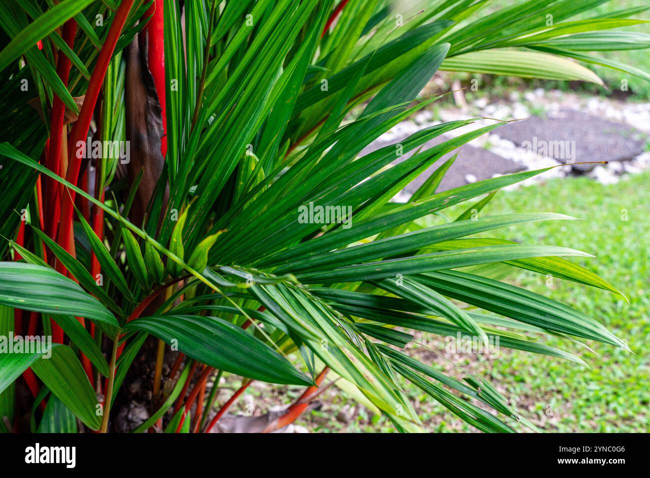 Cyrtostachys renda, conosciuta anche con i nomi comuni di palma da cera di foca rossa e palma rossetto, è una palma originaria della Thailandia, della Malesia, di Sumatra e. Foto Stock