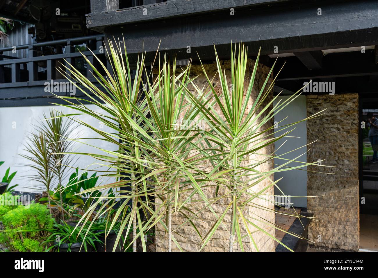 La Dracaena marginata (Madagascar Dragon Tree o Red Edged Dracaena) è una pianta in fiore della famiglia delle Ruscaceae, originaria del Madagascar, della crescita del gar Foto Stock