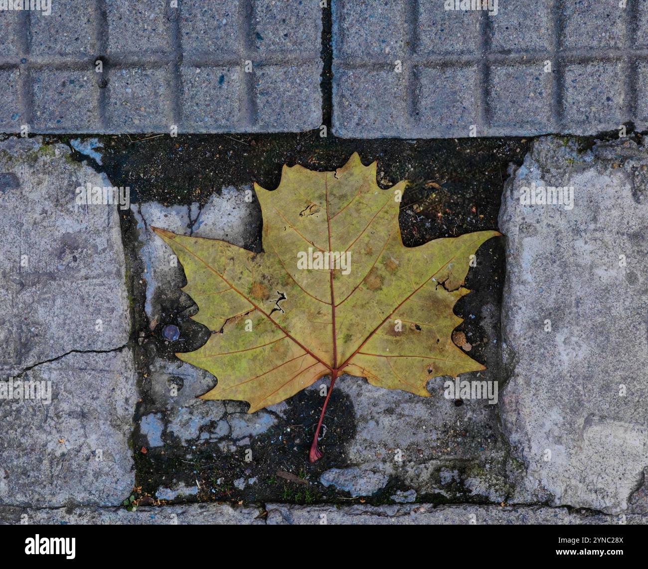 Telaio stradale: Foglia d'acero asciutta su pavimento in cemento. Foto Stock