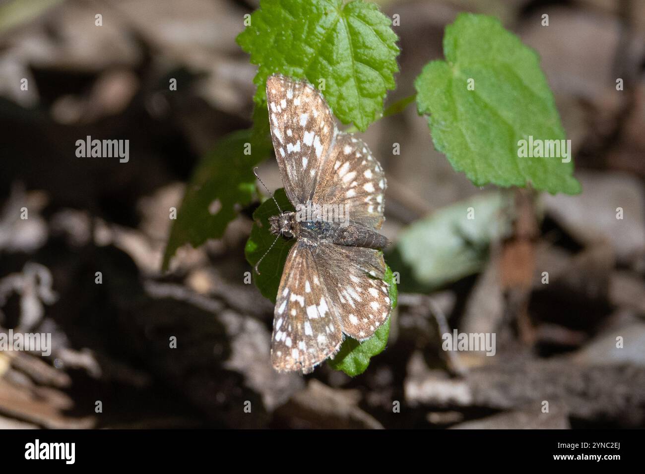 New World Checkered Skipper (Burnsius) Foto Stock